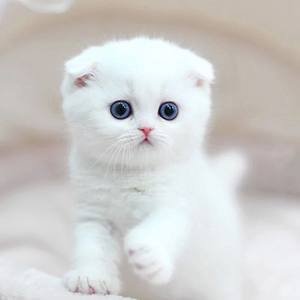 Multivitamins Supplement Multifunctional Tablet Cats And Dogs Natural Immune Support And Allergy Relief For Dog 1