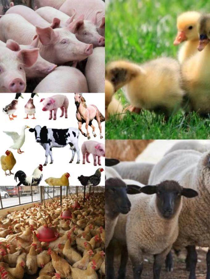 Enhanced Compound Probiotics Feed Additives With Culture Of B. Natto For Livestock And Poultry 1