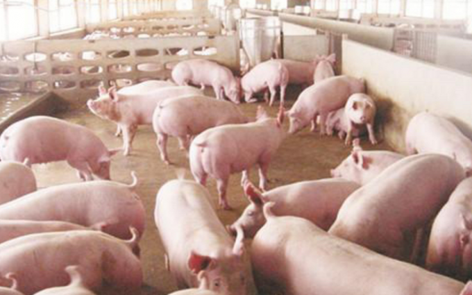 High-Quality Milk Replacer with Acid-soluble Protein for Calves Foals Lambs Kids and Piglets Promotes Intestinal Health and Rich in Vitamins 2